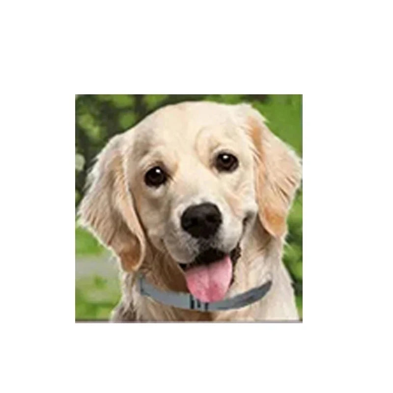 Flea Collar