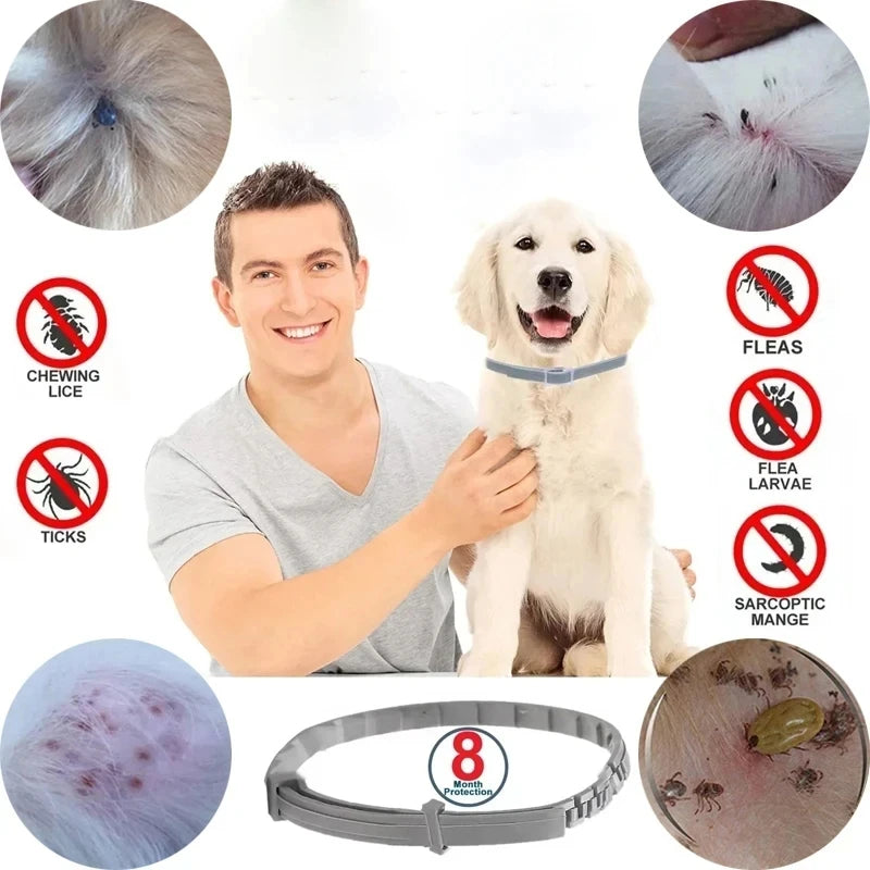 Flea Collar