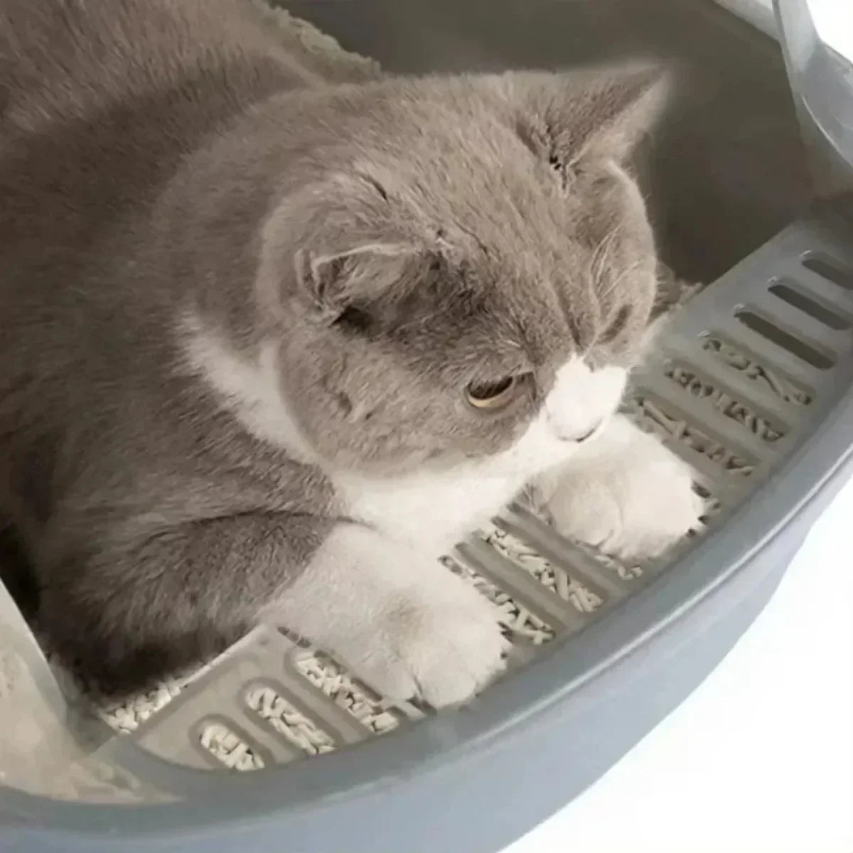Cat Litter
