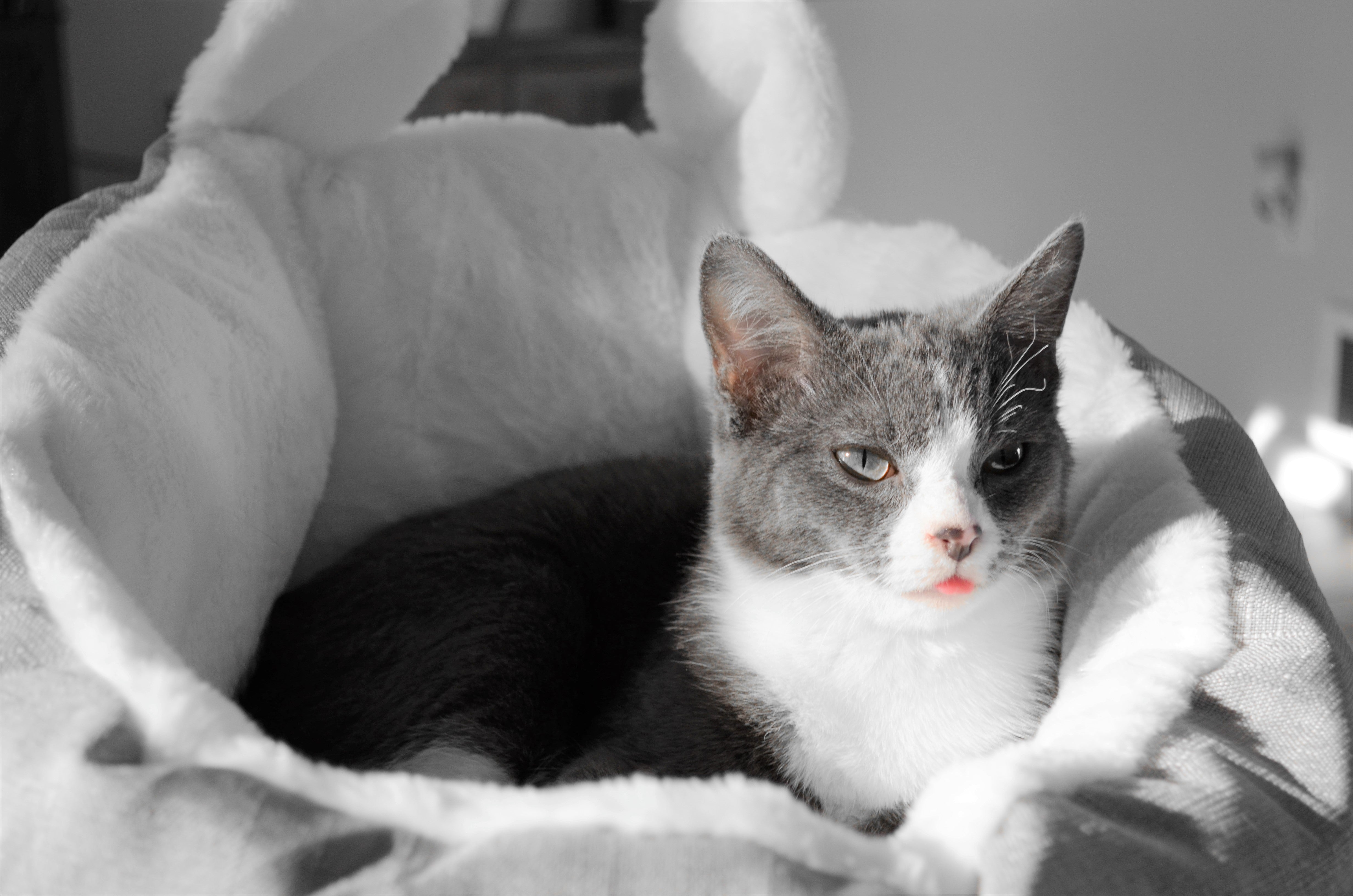 Pet Cave Bed