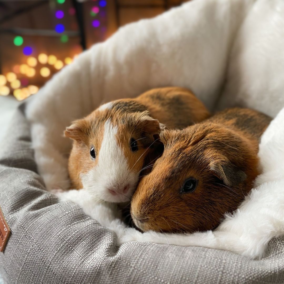 Pet Cave Bed